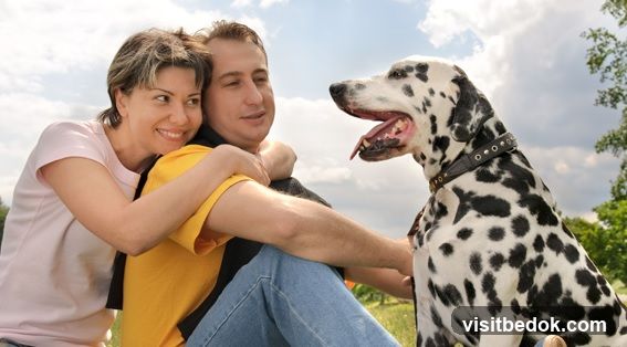 Pet Lovers Centre