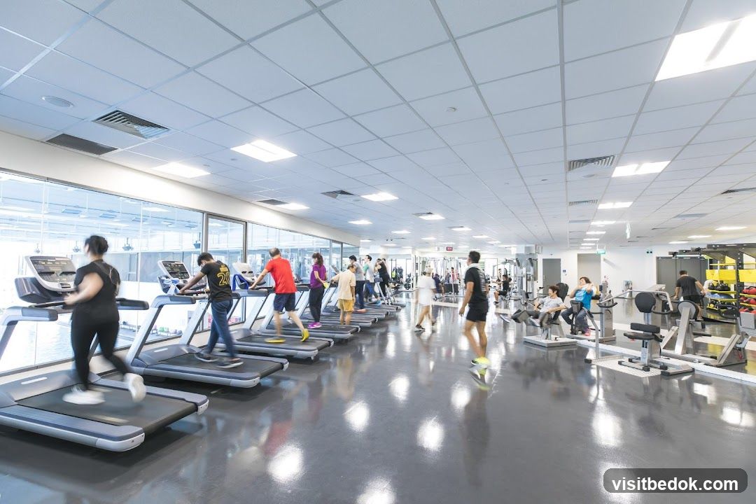 Gym Interior with Treadmills and Weight Machines
