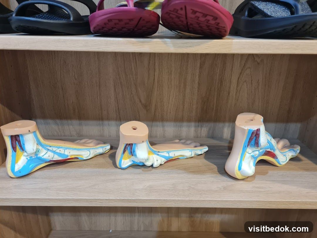 Anatomical Foot Models on a Shelf
