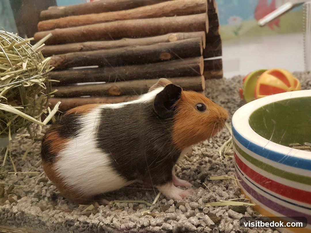 Guinea Pig in Enclosure