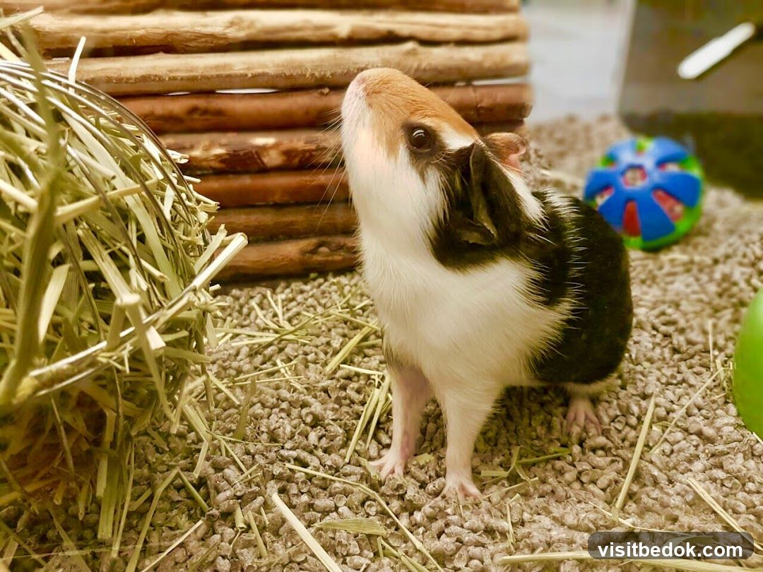 Guinea Pig in Cage