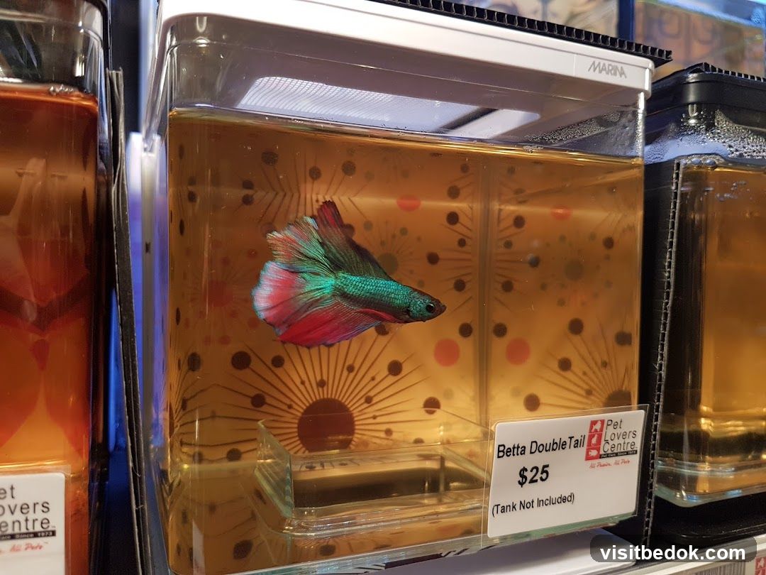 Betta Fish for Sale