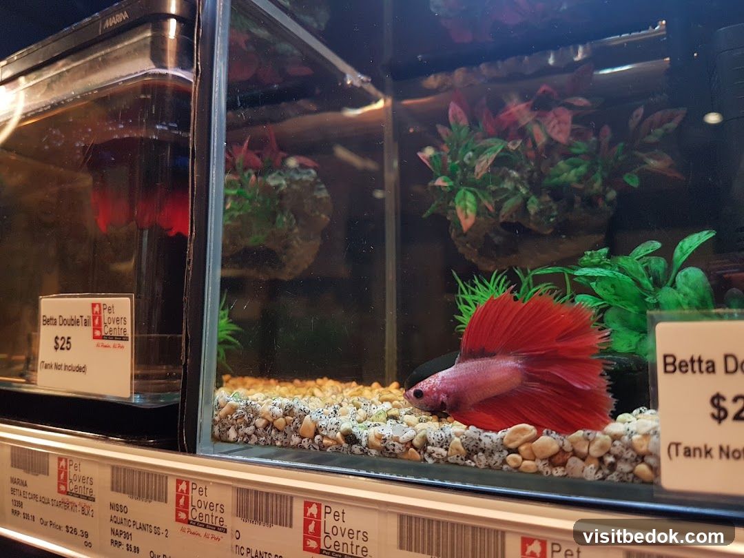 Betta Fish in Tank
