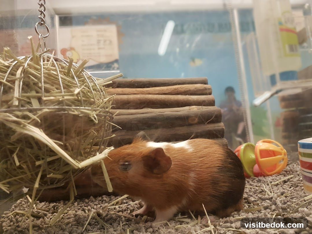 Guinea Pig in Enclosure