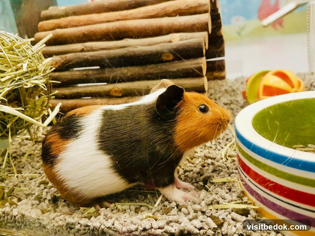 Guinea Pig in Habitat