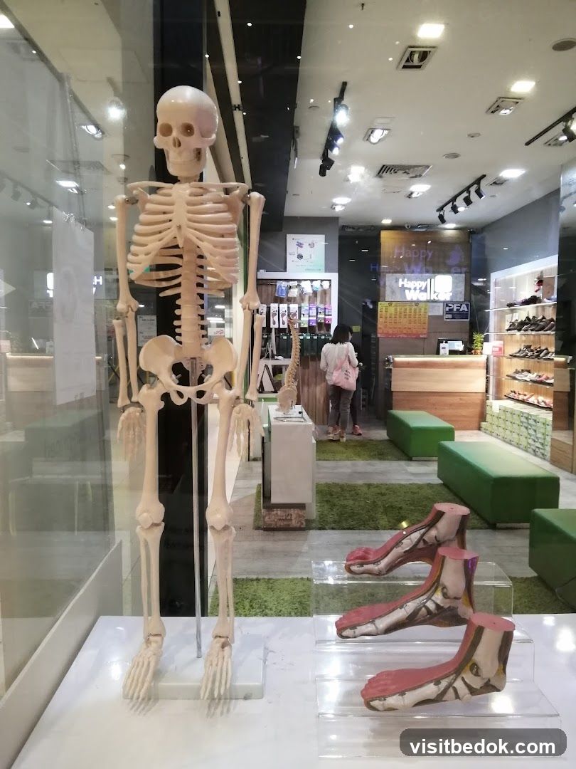 Store Display with Anatomical Models