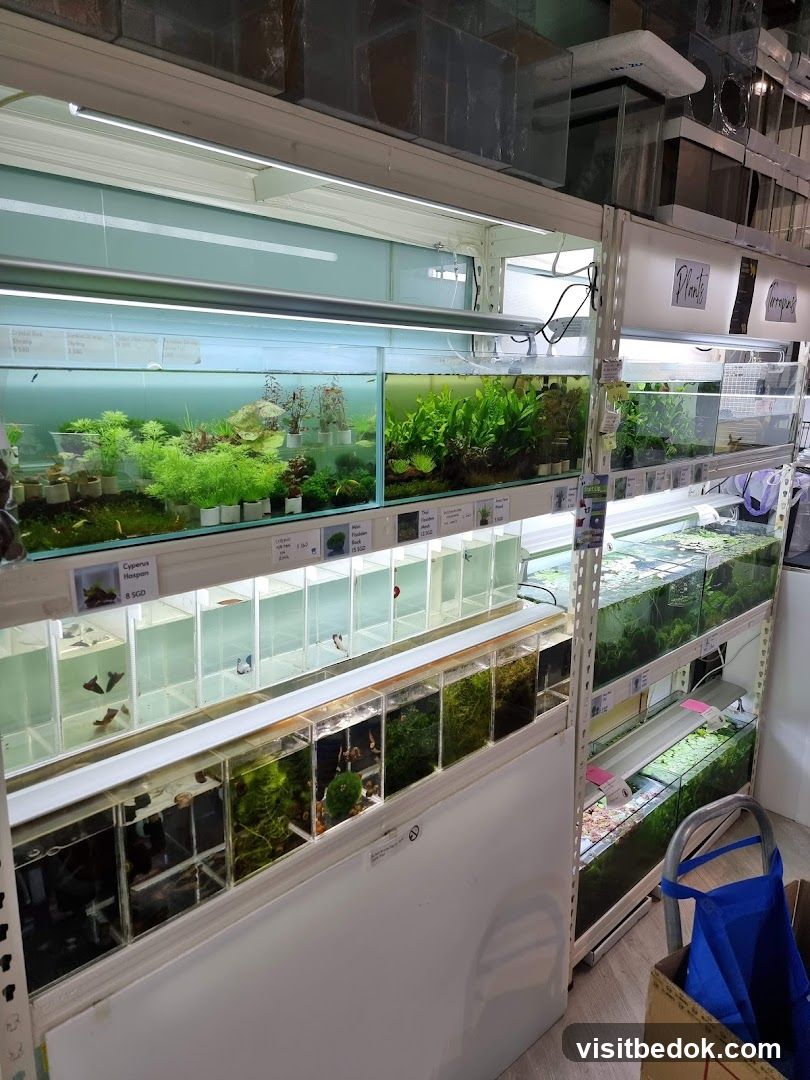Aquarium Store Display