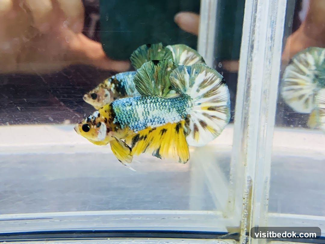 Betta Fish