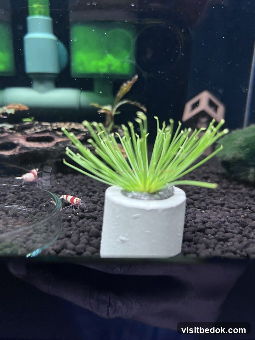Aquarium with Shrimp and Decorations