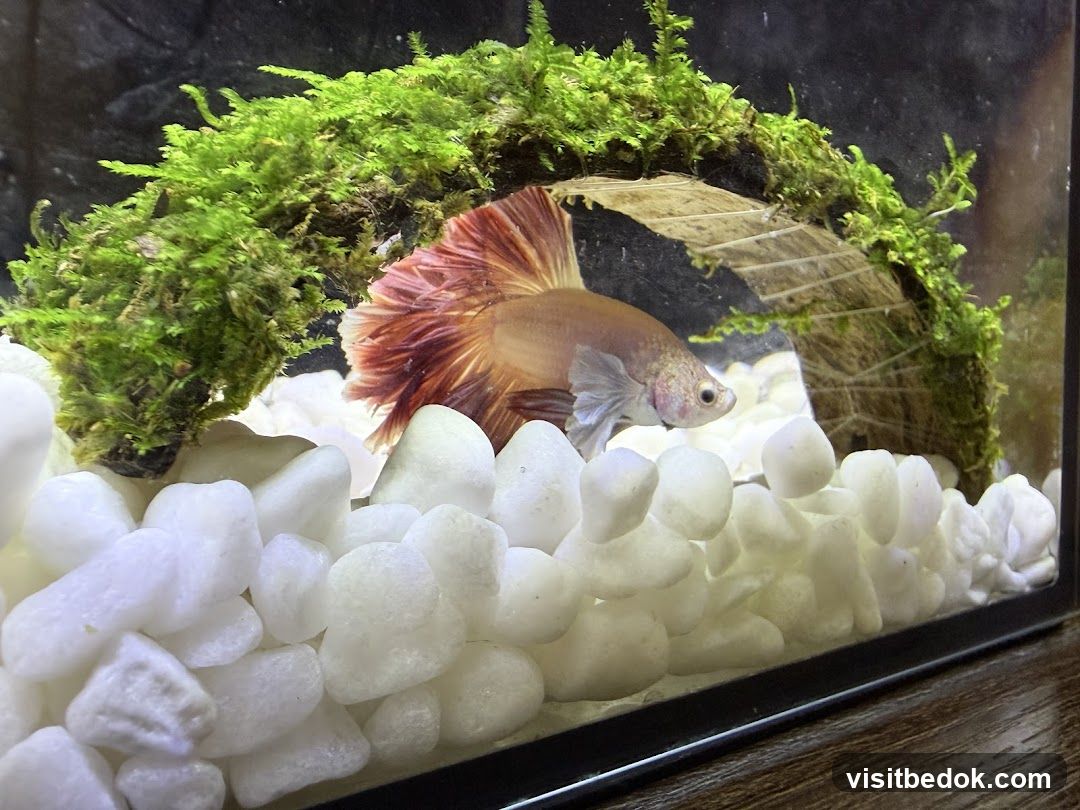 Betta Fish in Aquarium