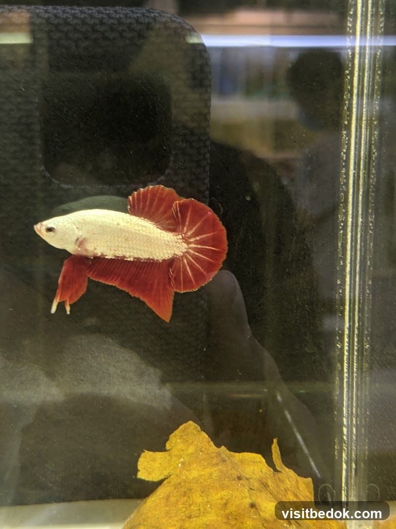 Betta Fish in Tank