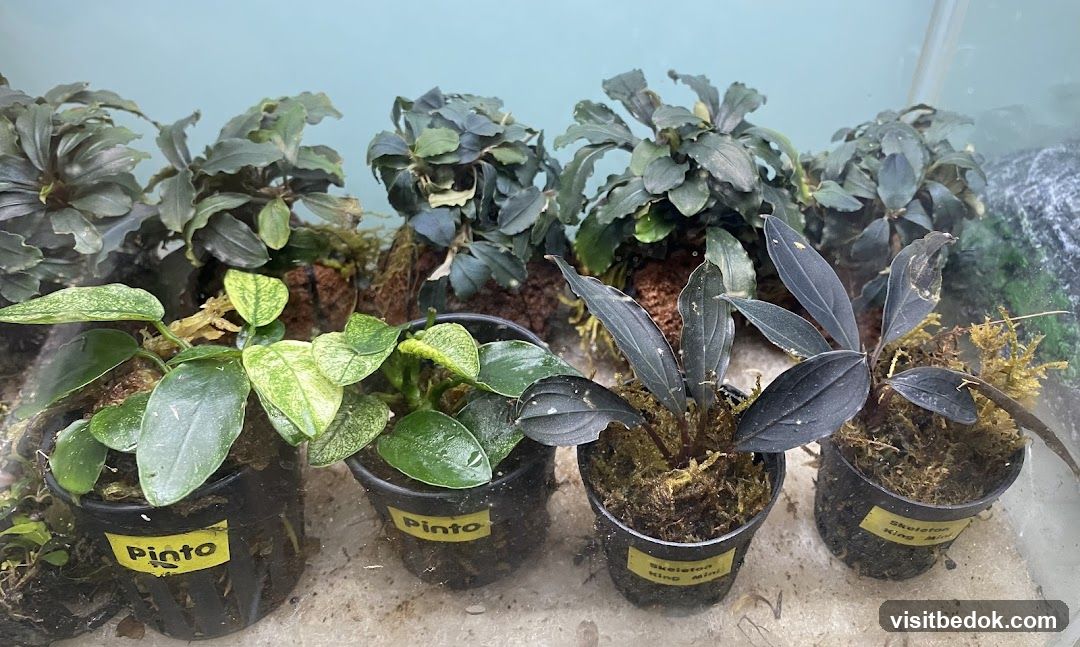 Aquatic Plants