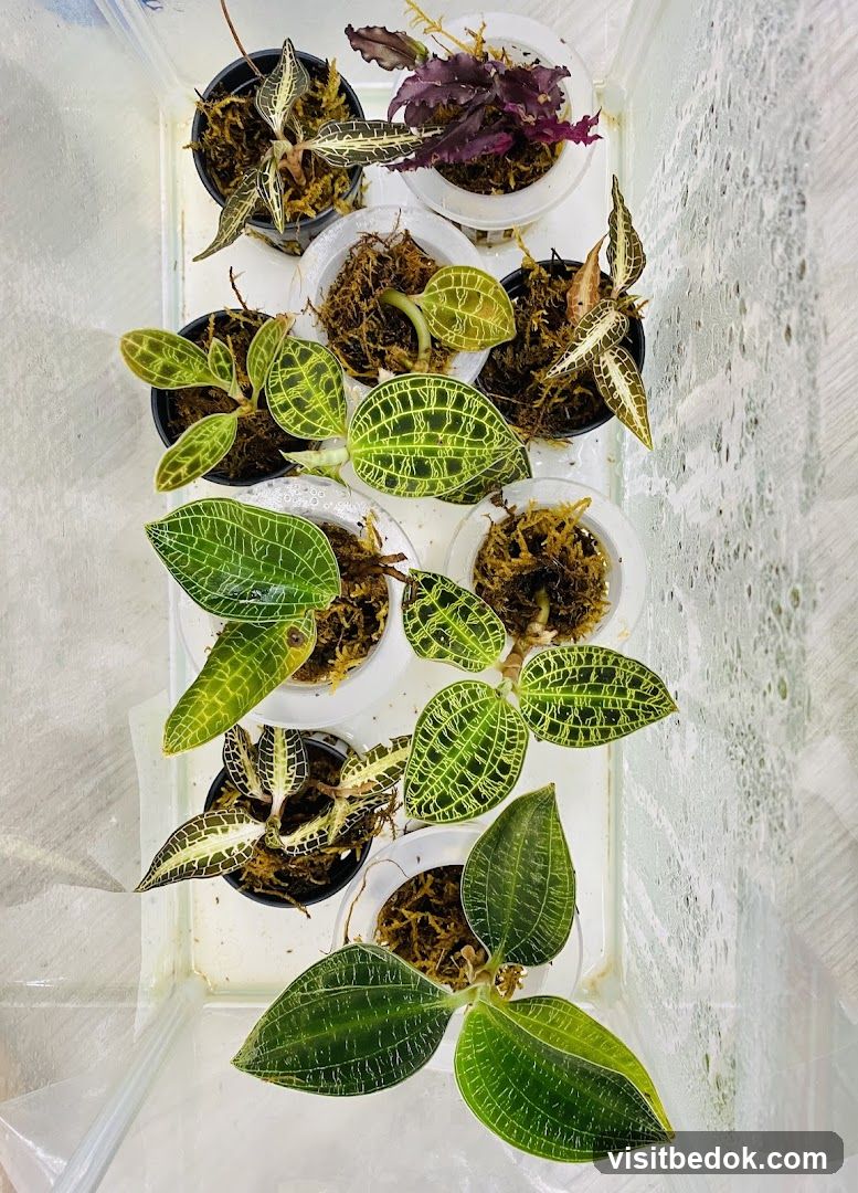 Jewel Orchids in Pots