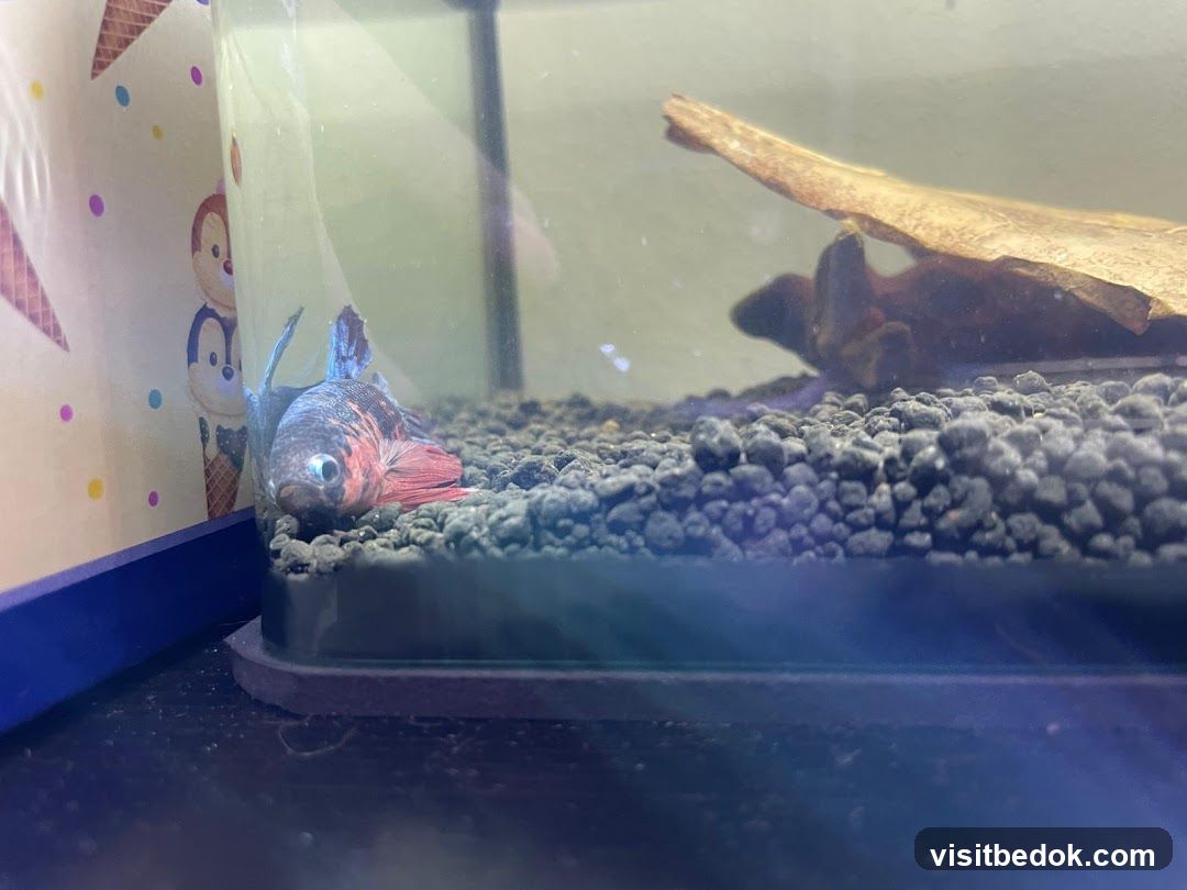 Betta Fish in Tank