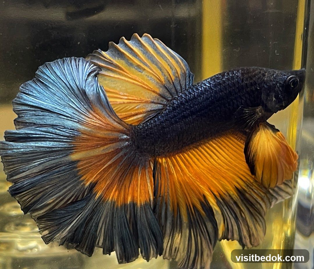 Betta Fish