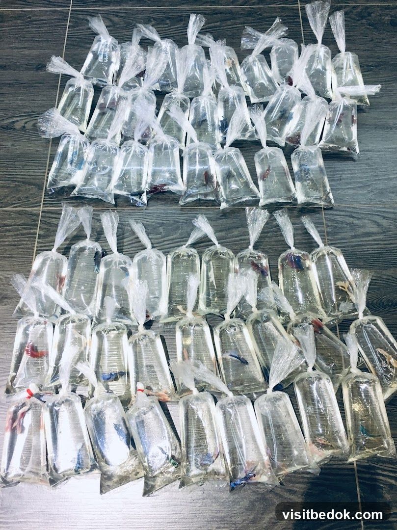 Betta Fish in Bags