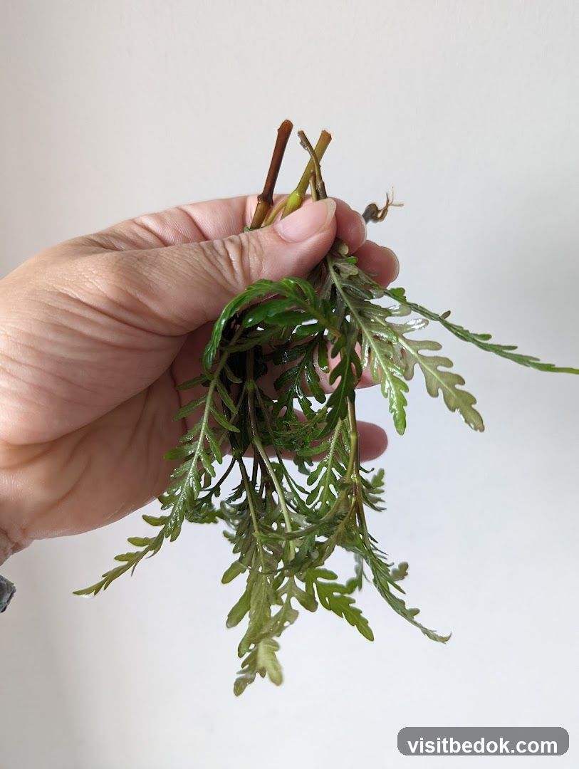 Hand holding plant cuttings