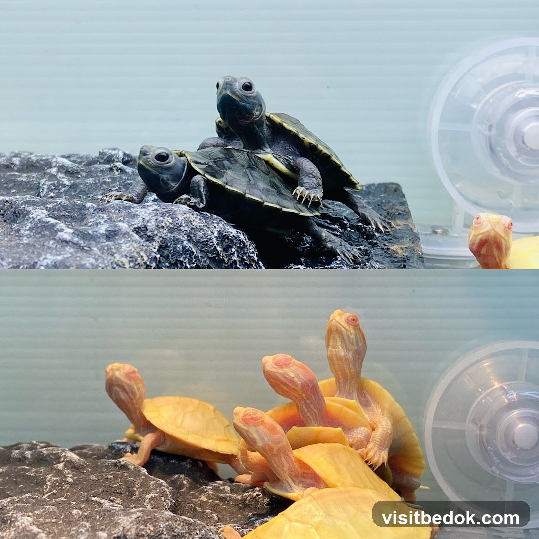 Turtles in an enclosure