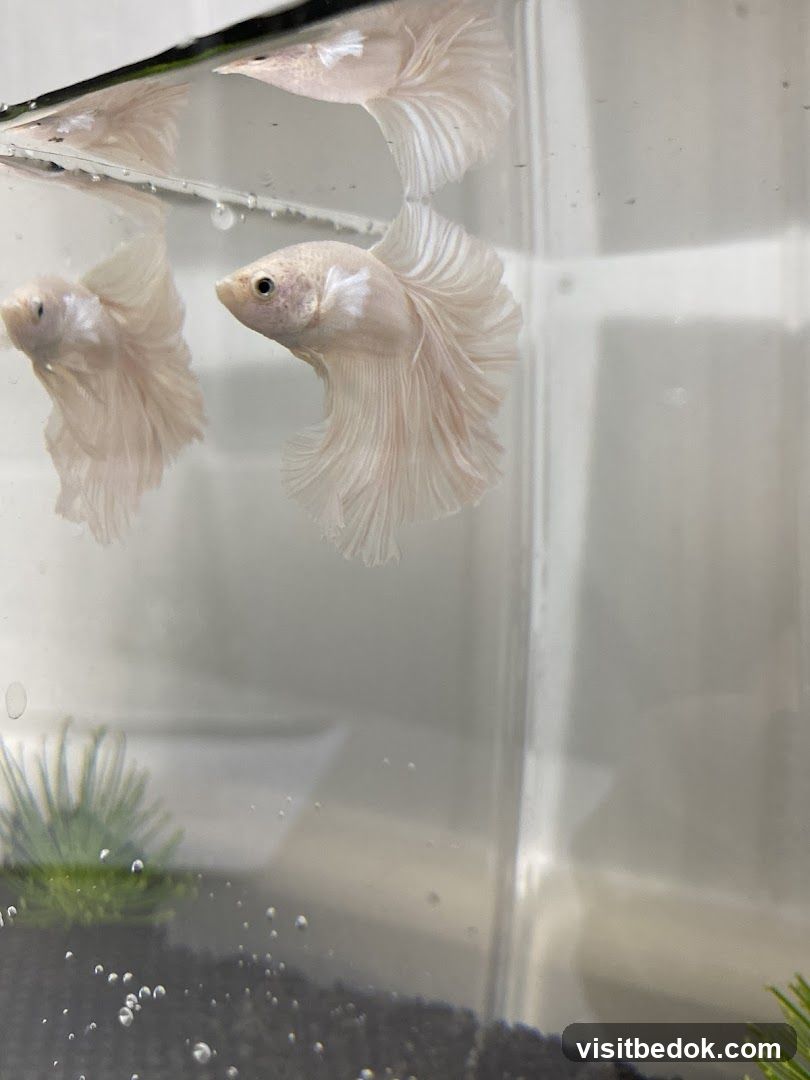 Betta Fish in Tank