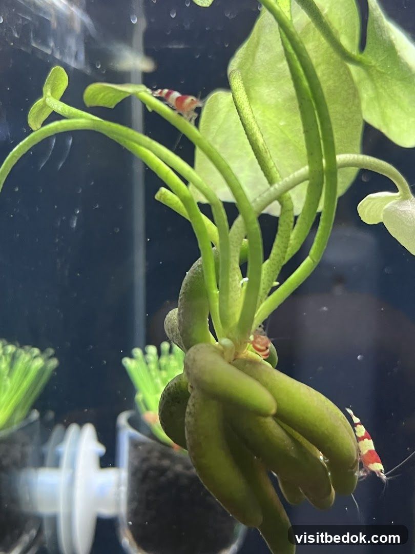 Aquatic Shrimp on Plant