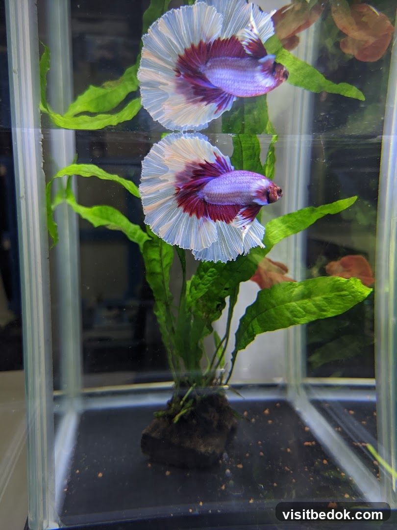 Betta Fish in Aquarium