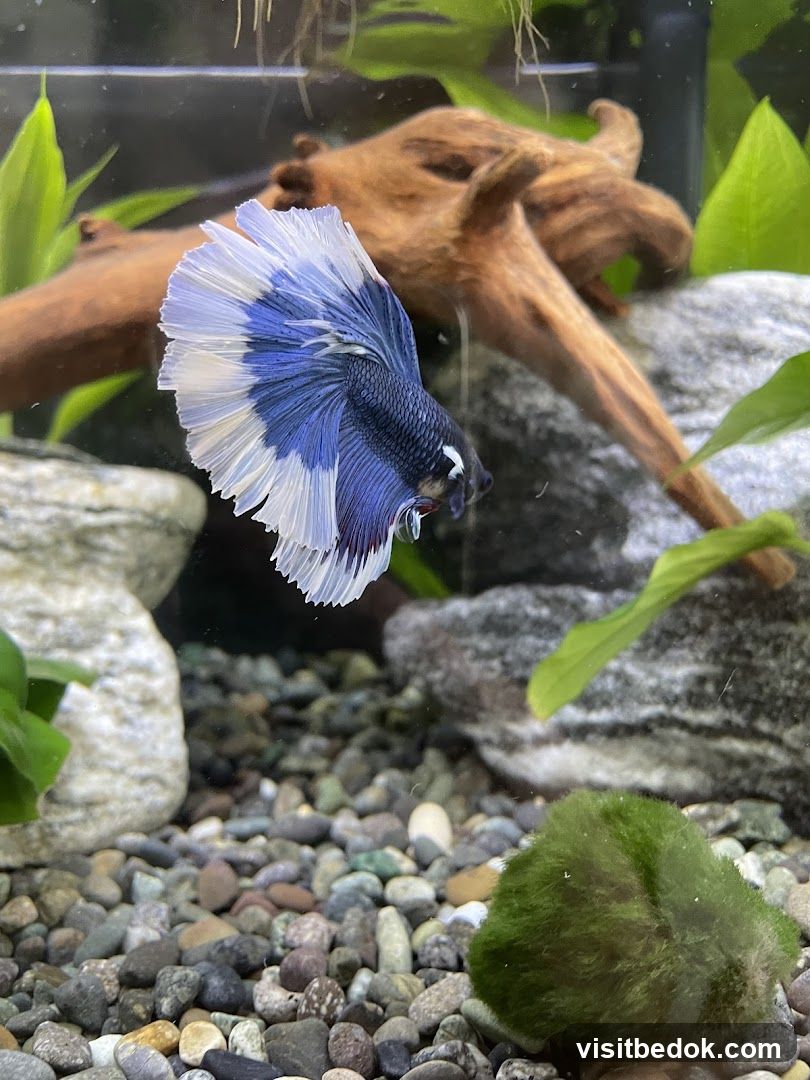Betta Fish in Aquarium