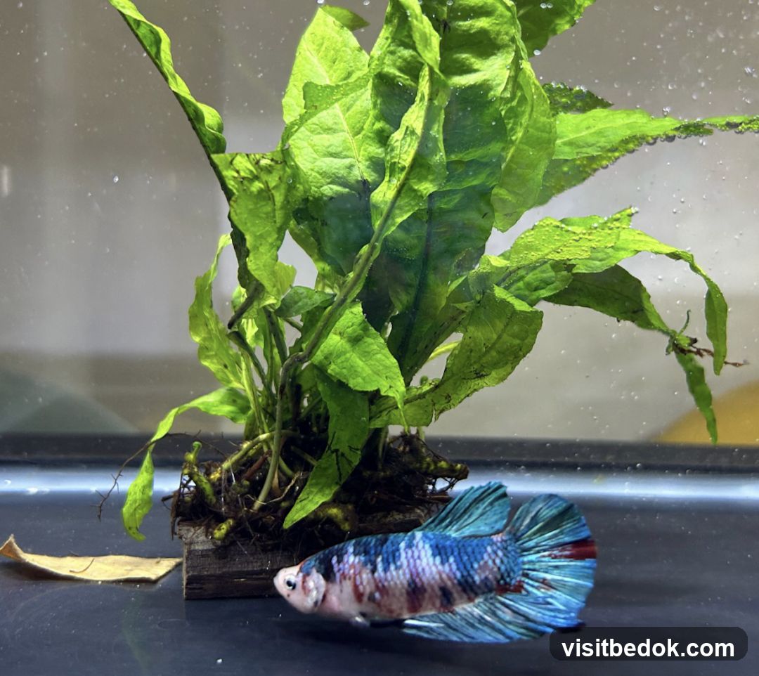 Betta Fish and Aquatic Plant