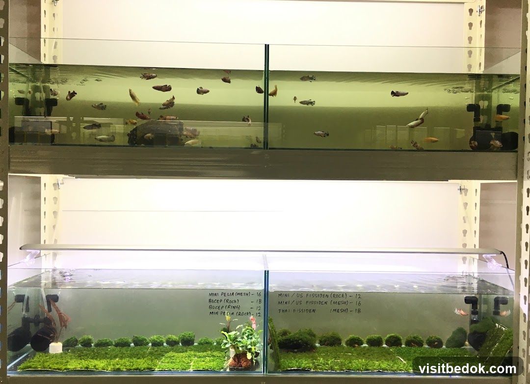 Fish Tank Plant List