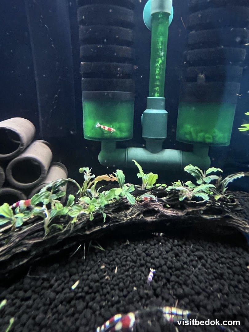 Aquarium with Shrimp