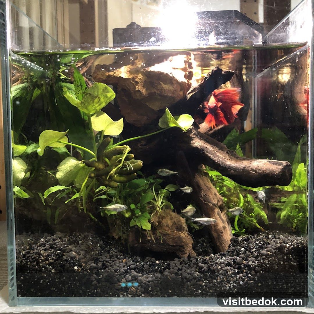 Betta Fish Tank