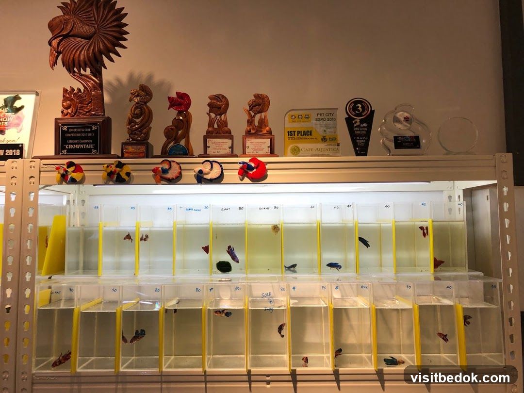 Betta Fish Display