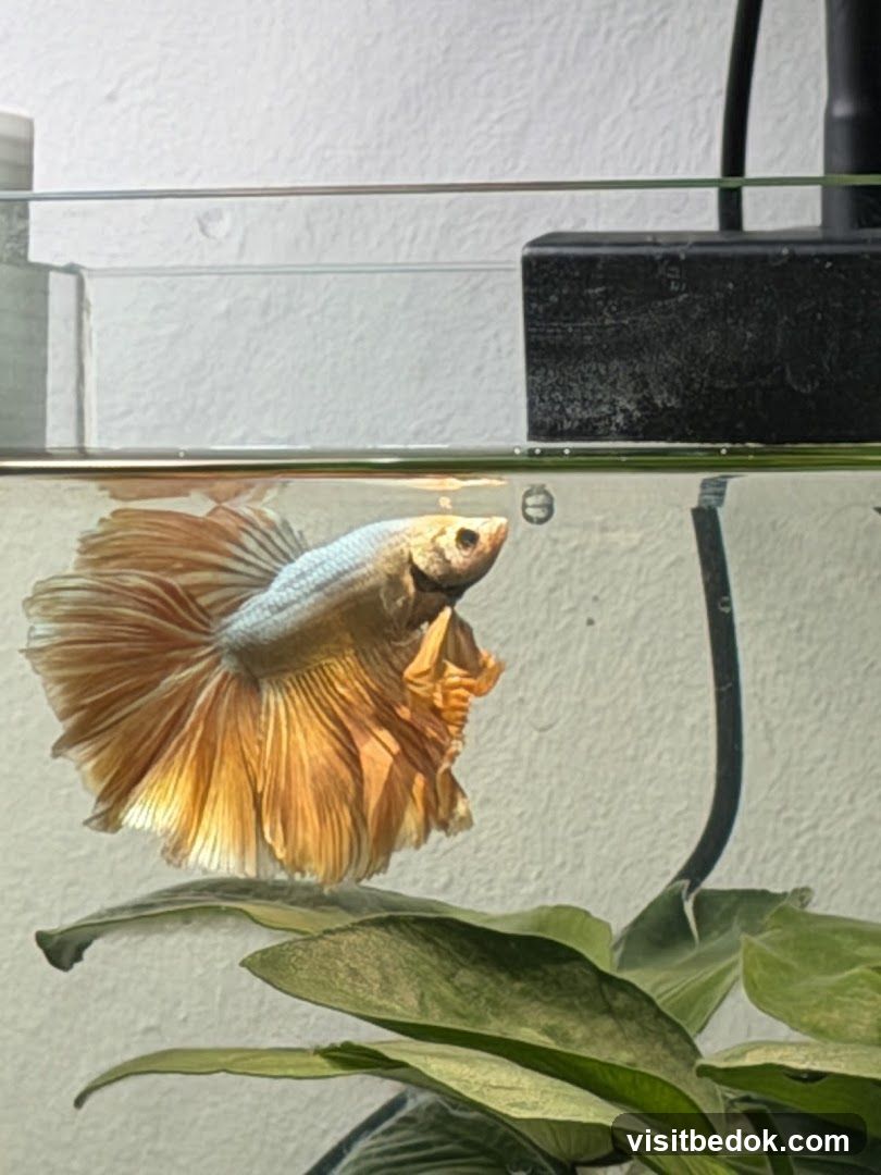 Betta Fish in Tank