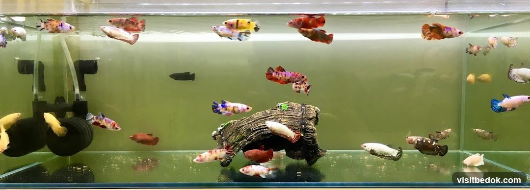 Betta Fish Tank
