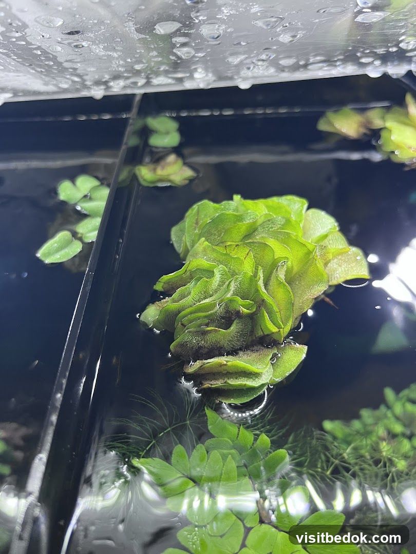 Floating Aquatic Plants