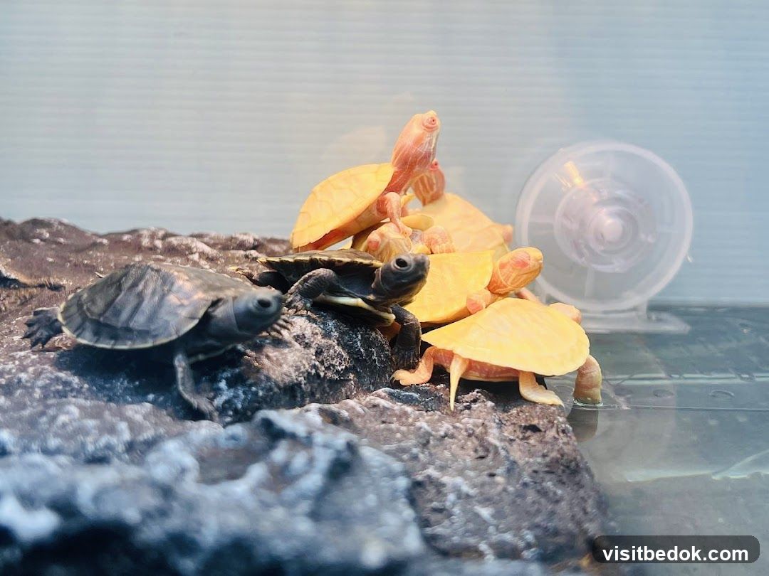 Baby Turtles