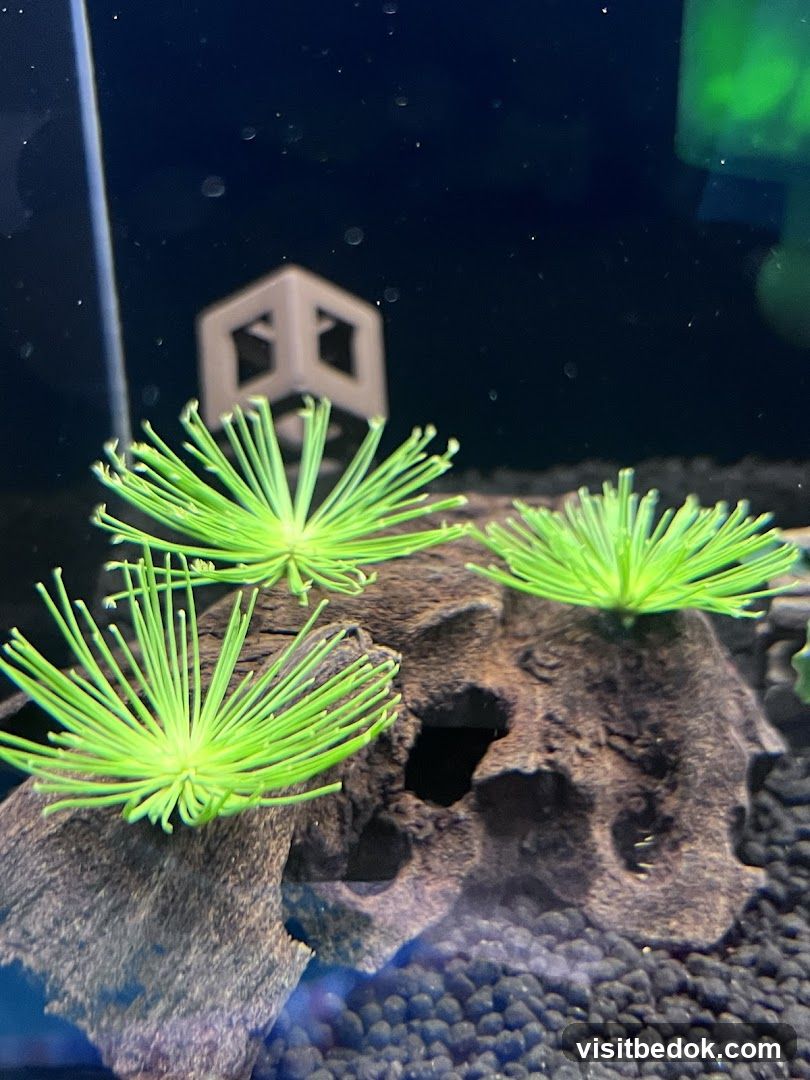 Aquarium Decor