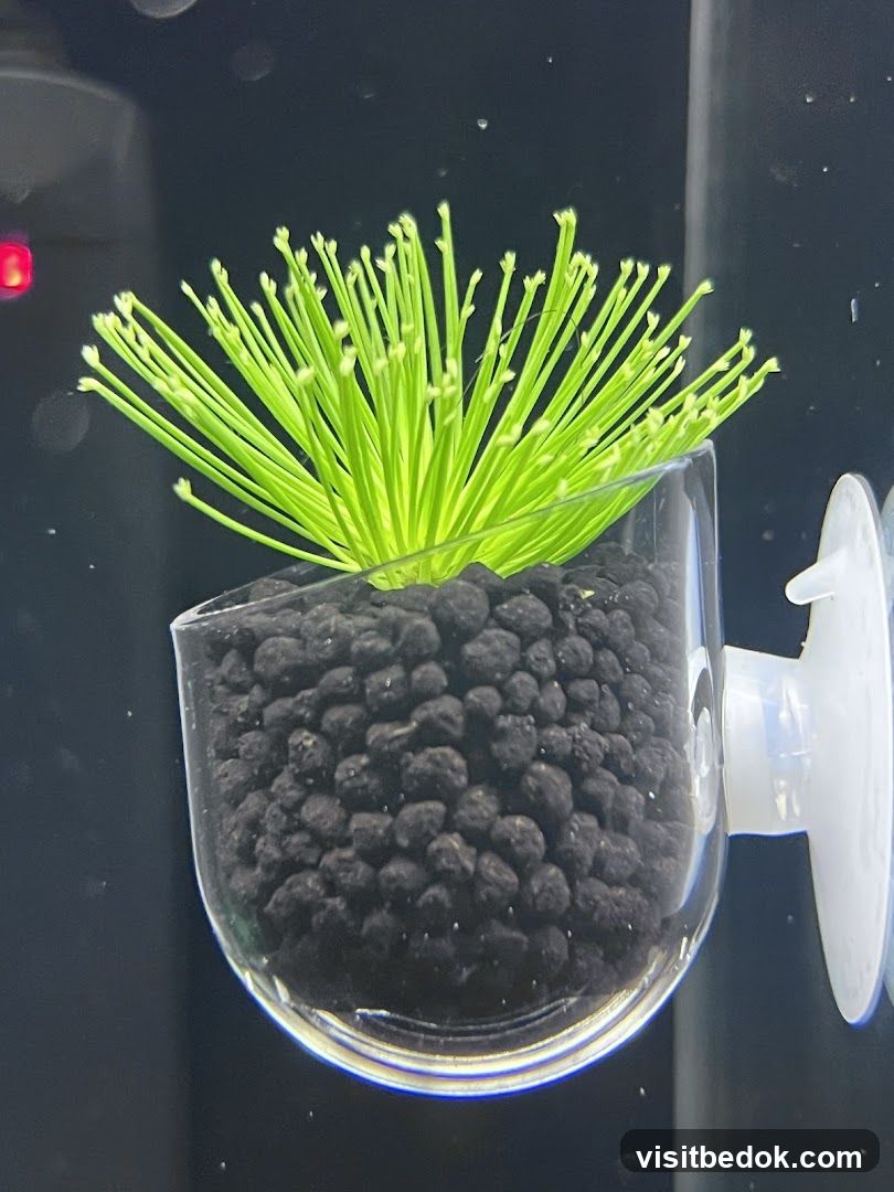 Aquatic Plant Holder