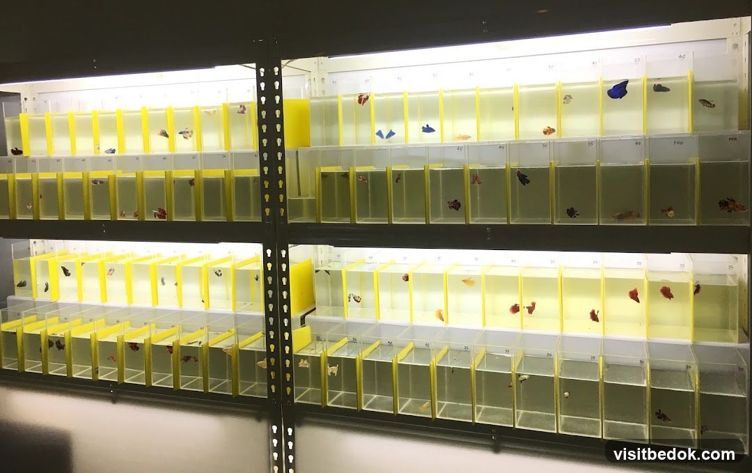 Rows of Betta Fish Tanks