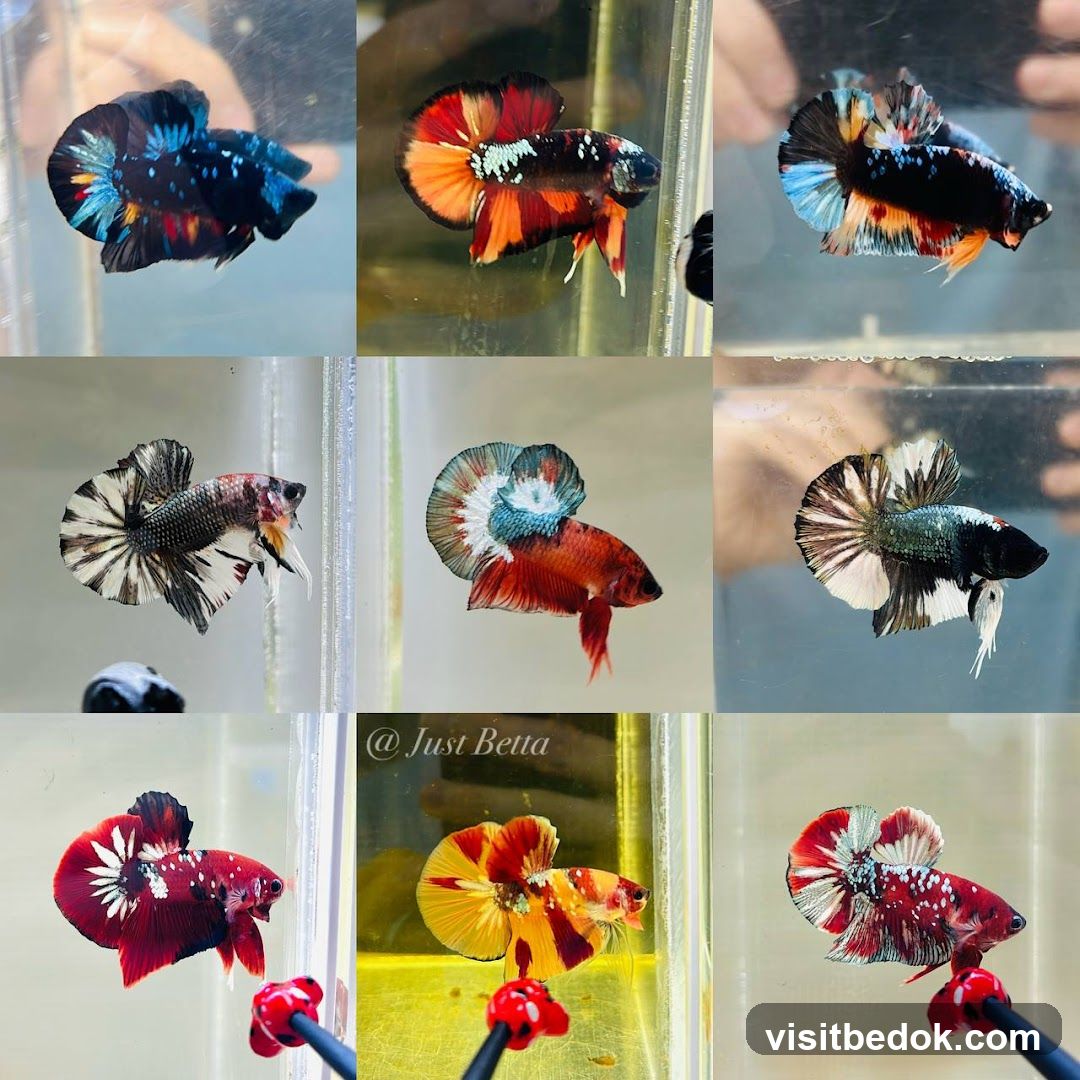 Betta Fish Collection
