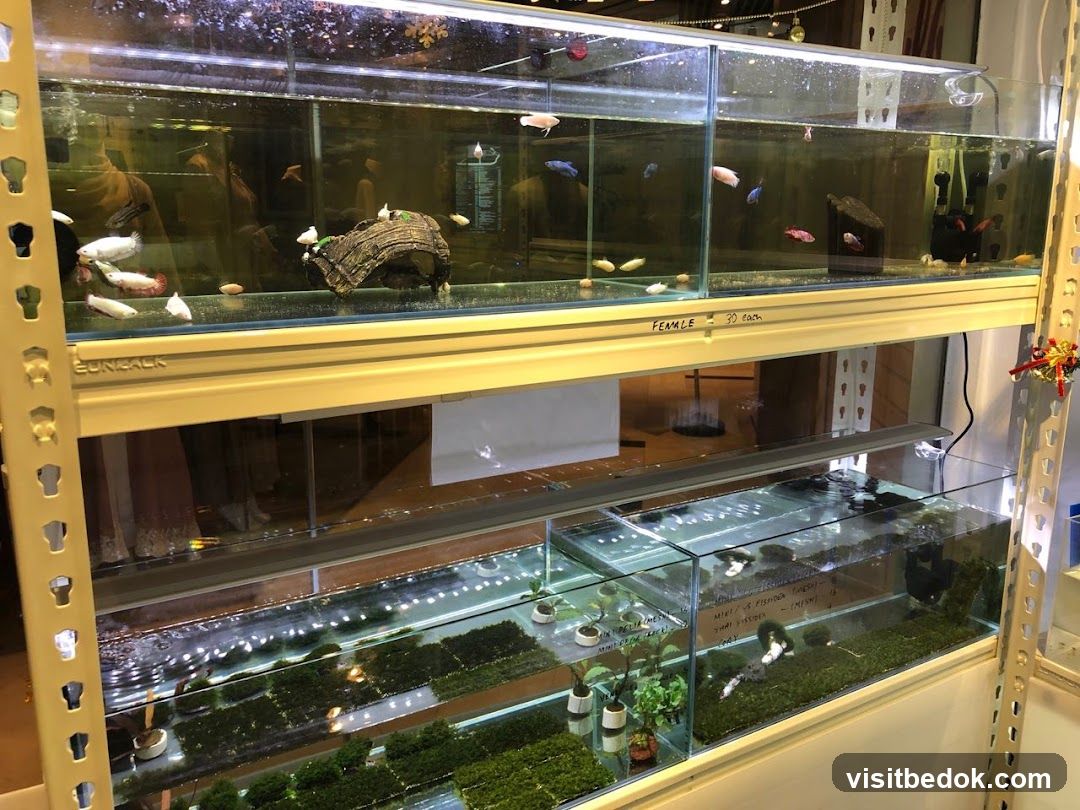 Fish Tanks with Betta Fish