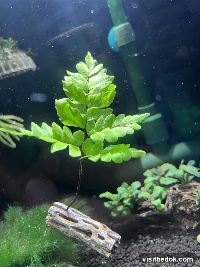 Aquatic Plant Life