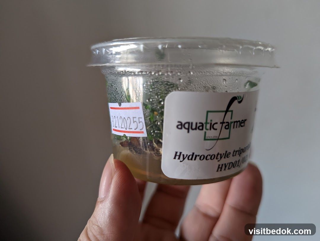 Aquatic Plant in Container