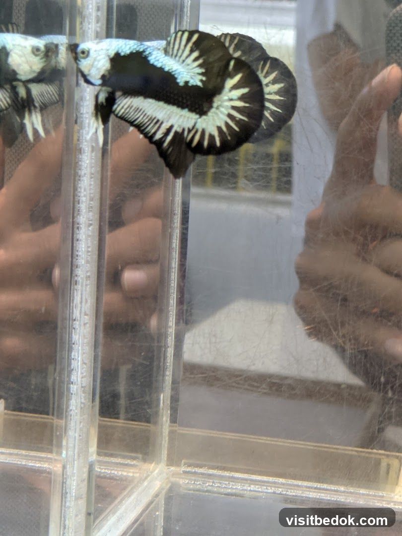 Betta Fish in Tank