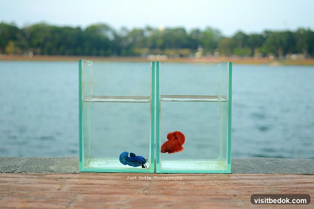 Two Betta Fish in Tanks