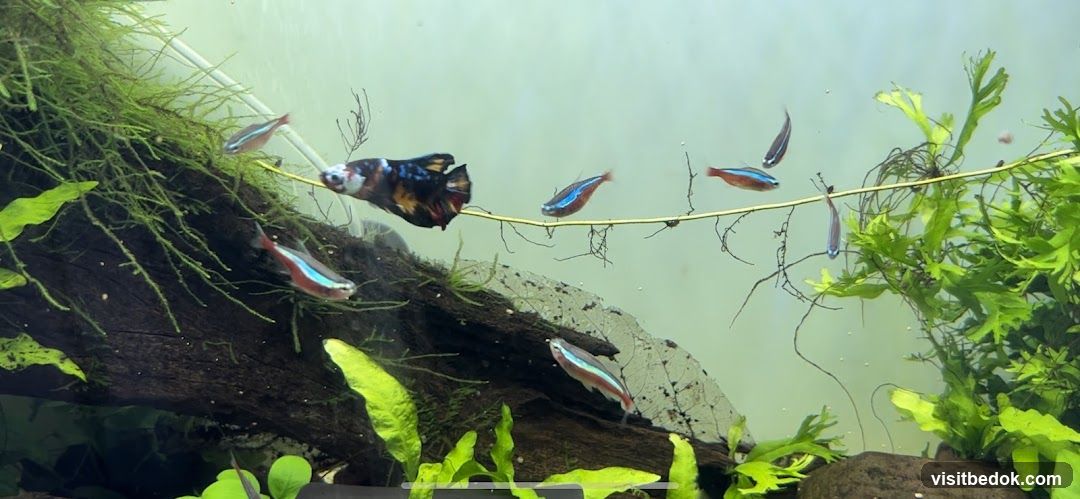 Betta Fish and Neon Tetras in Aquarium