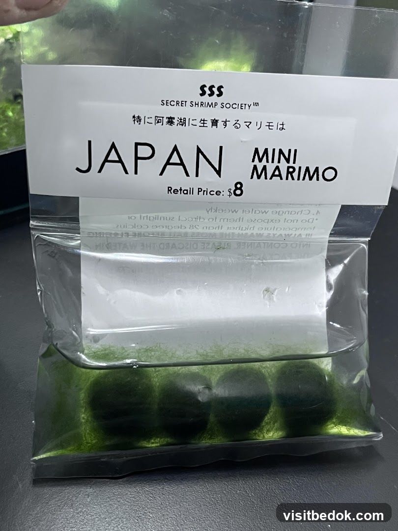 Mini Marimo Balls