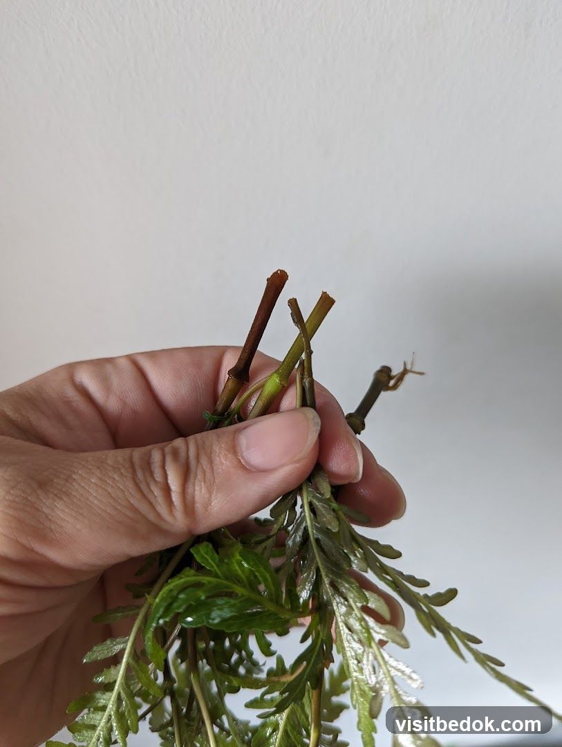 Plant Cuttings