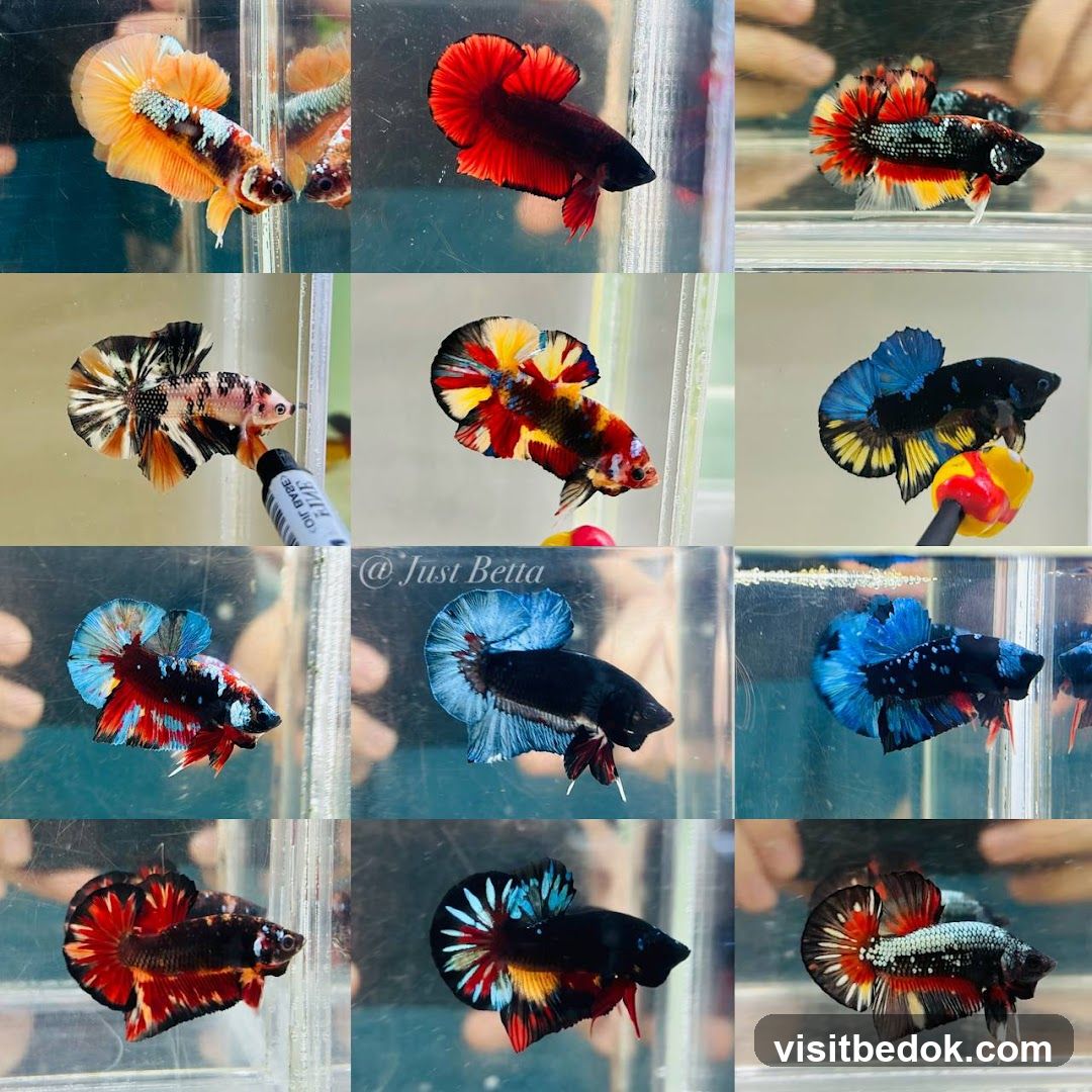 Betta Fish Collection