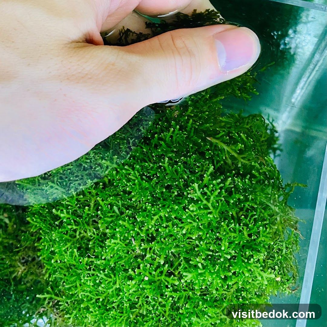 Hand holding aquatic moss