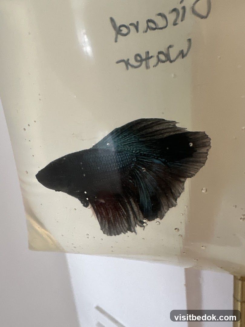 Betta Fish in Bag